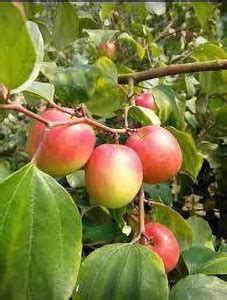 Fruitling Ber Apple Plant Price In India Buy Fruitling Ber Apple