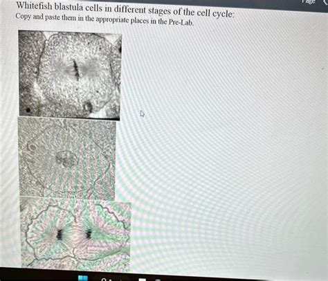 Solved Whitefish Blastula Cells In Different Stages Of The