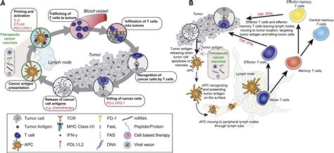 Personalized Cancer Vaccines Clinical Landscape Challenges And