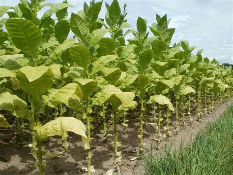 Tobacco Field 1080p 2k 4k 5k Hd Wallpapers Free Download Wallpaper