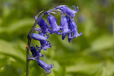 Native Bluebells Seen In Coed Y Bwl Woods Philippa Flickr