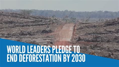 World Leaders Pledge To End Deforestation By 2030 YouTube