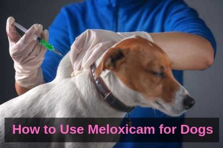 Meloxicam for Dogs: Is It Safe For Your Canine? | Therapy Pet