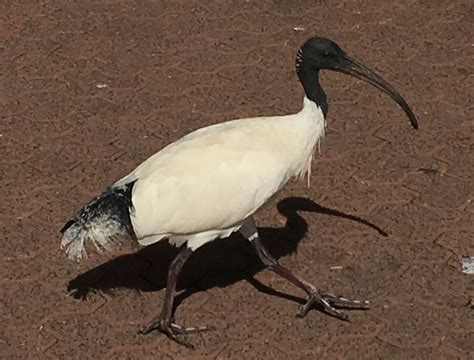 Australian White Ibis Threskiornis Molucca Threskiornithidae Sydney