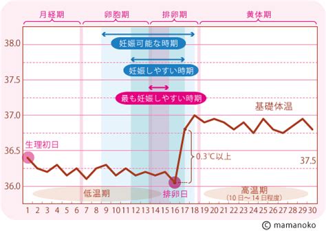 妊娠の仕組みとは？排卵～受精～着床の流れを図解！子作りのコツを知ろう Mamanoko（ままのこ）