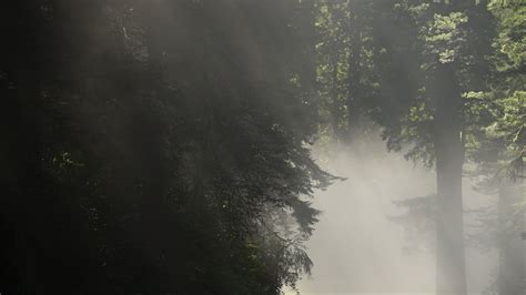 Coastal Fog Rolling Into California Redwood Forest 24818938 Stock Video