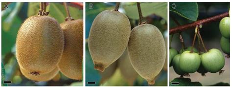 Kiwifruit 1 Why Are They So Fuzzy The Botanist In The Kitchen
