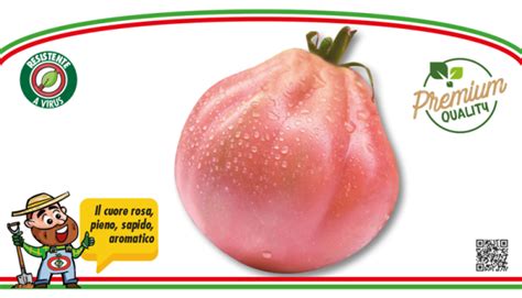 Pomodoro Cuore Bue Rosa Rosamunda F Ortoflora Di Valter Finocchietti