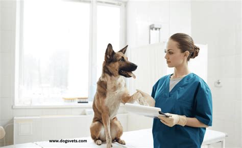 How To Find The Best Veterinarian For Your Dog In Sacramento 2024