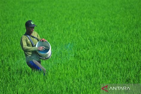 Target Produksi Beras 2024 Capai 35 Juta Ton ANTARA News