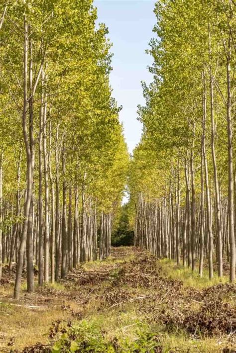 How To Grow Poplar Tree A Guide To Propagation Planting And Care