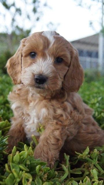 Spoodle Breed Information Puppy Information Banksia Park Puppies