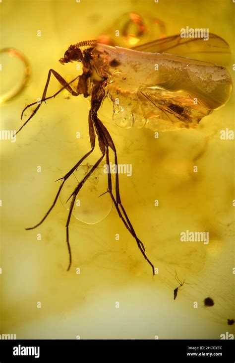 Prehistoric Fly In Baltic Amber Stock Photo Alamy