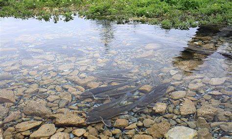 pros  cons   polarizing filter  landscape photography