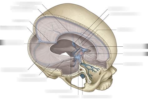 Dural Folds And Sinuses Diagram Quizlet