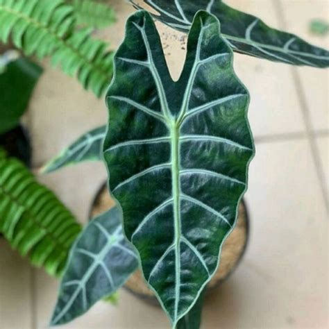 Jual Tanaman Hias Alocasia Amazonica Keladi Amazon Shopee Indonesia