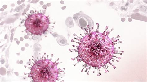 Citomegalovirus CMV Qué es cómo se transmite cuáles son sus