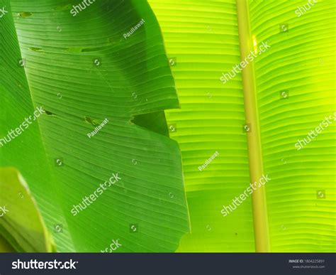 Close Line Banana Leaf Stock Photo 1804225891 Shutterstock