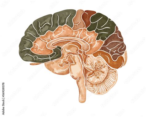 Structure Of The Human Brain Sagittal Section Medical Watercolor