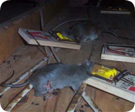 Orlando Rat Trapping Pest Company