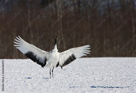 Red Crowned Crane Grus Japonensis Wintering In Hokkiado Japan It Is