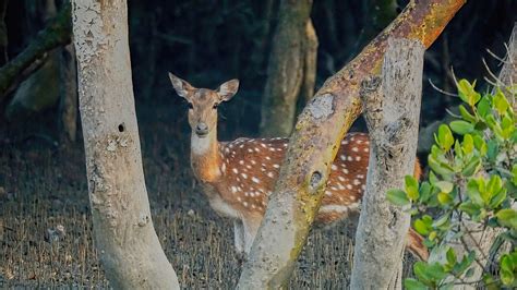 KChak Photography - mammals,wildlife : Chital