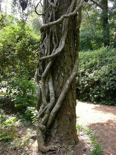 Vines Wrapped Around A Tree In The Elizabethan Gardens Tree Around