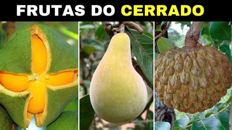 20 Frutas Do Cerrado - 20 Frutas Nativas do CERRADO Brasileiro Mais INCRÍVEIS e CURIOSAS - YouTube