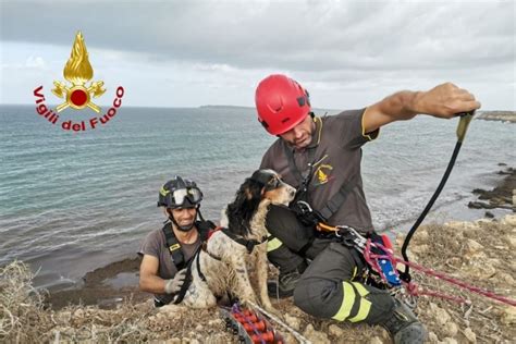 I Vigili Del Fuoco Di Oristano Salvano Un Cane Era Scivolato Dalla