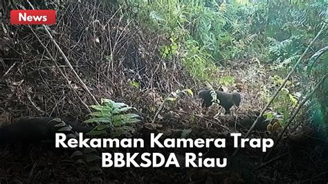 Konflik Warga Dan Harimau Sumatera Bbksda Riau Pasang Kamera Trap