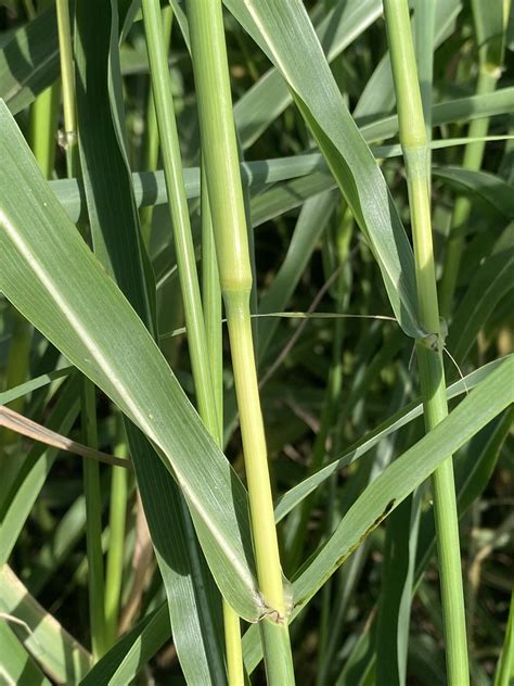 Johnson Grass Aleppo Grass Aleppo Millet Grass Sorghum Flickr