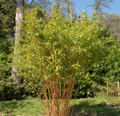 Phyllostachys Aurea Holochrysa Fishpole Bamboo Golden Bamboo