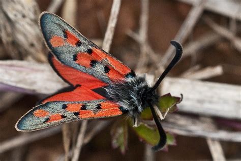 Zygaena Rhadamanthus Insects