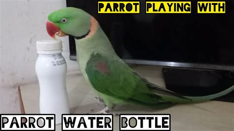 Parrot Ne Pori Bottle Peli YouTube