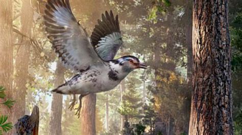 Fossils shed light on the link between modern birds and dinosaurs ...