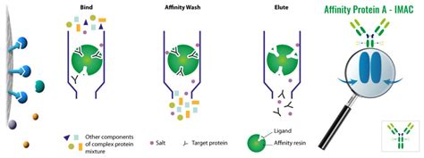 Analyse purification des protéines tout sur la chromatographie par