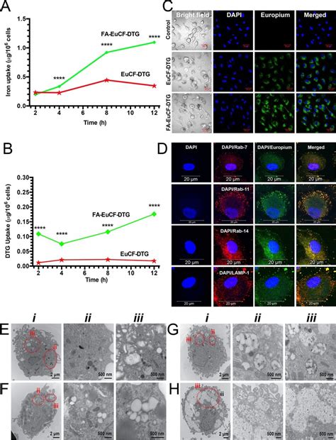 Macrophage Nanoparticle Uptake And Subcellular Distribution Uptake And