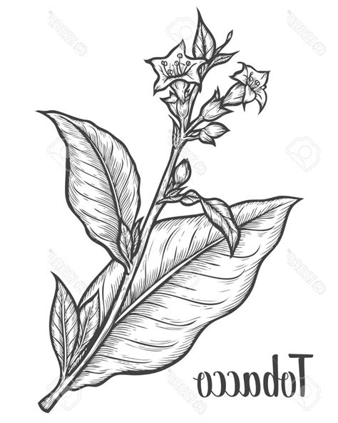 Tobacco Leaf Drawing at GetDrawings | Free download