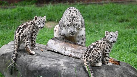 Two Snow Leopard Cubs Born April 28 - Metro Richmond Zoo