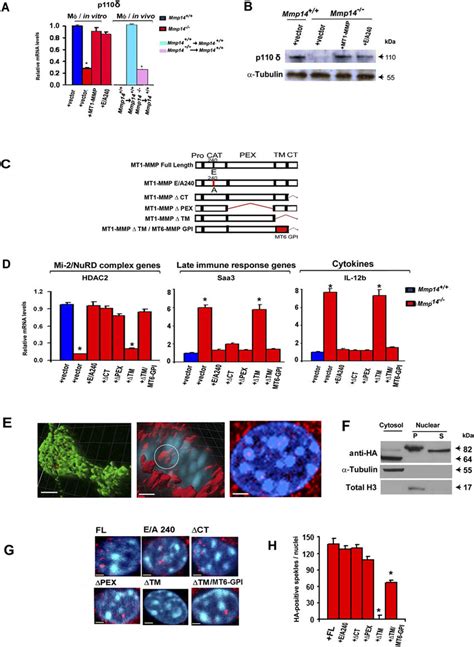 Nuclear Localization Of Membranetethered Mt1 Mmp Regulates Macrophage