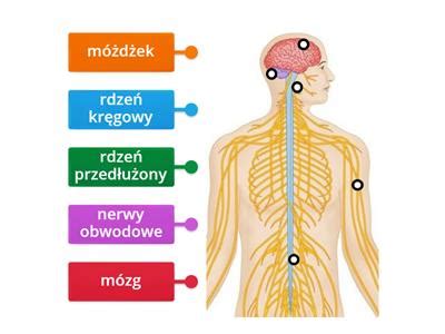 Budowa układu szkieletowego Materiały dydaktyczne