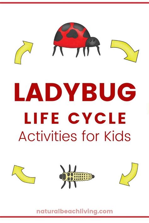 Ladybug Life Cycle Lesson Plans and Activities - Natural Beach Living