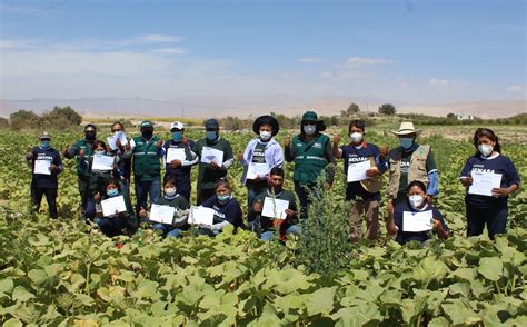 Productores de Moquegua mejoran producción de zapallo con