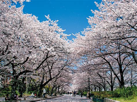 Kansai cherry blossom spot – Osaka: Kema-Sakuranomiya Park – | Amazing ...