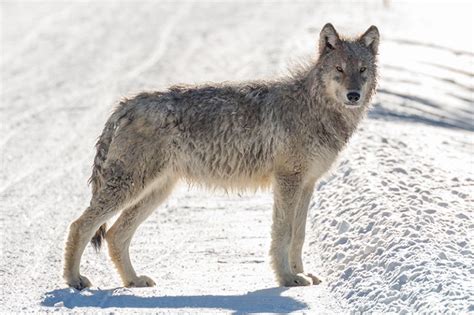 Pack Of Wild Wolves