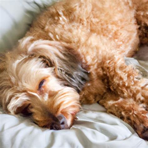 Everything You Need to Know About Dachshund Poodle Mix