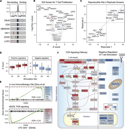 Genome Wide Crispr Screens In Primary Human T Cells Reveal Key