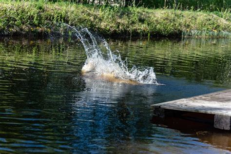 Dog Running and Jumping into Water Stock Photo - Image of jetty, quick ...