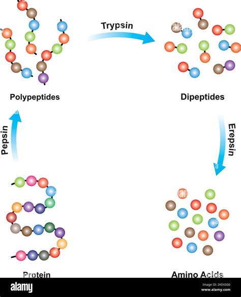 El diseño científico de la digestión de la proteína Las enzimas Pepsin