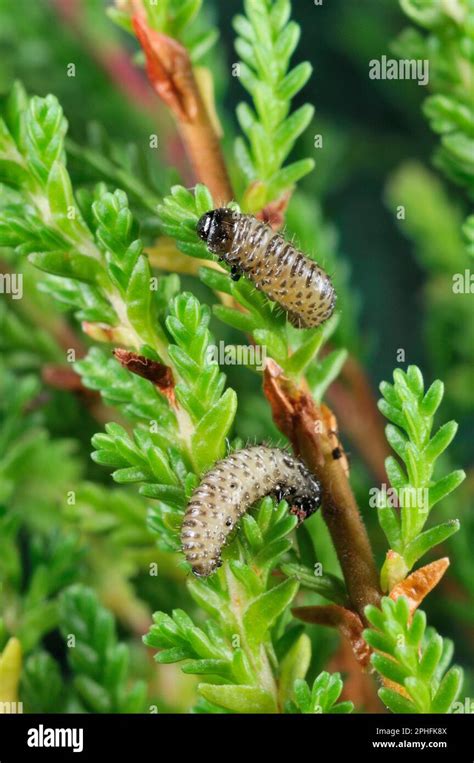 Heather Beetle (Lochmaea suturalis) beetle larvae feeding on ling ...